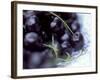 Black Cherries-Ulrike Holsten-Framed Photographic Print