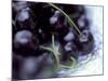 Black Cherries-Ulrike Holsten-Mounted Photographic Print