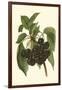 Black Cherries-John Wright-Framed Art Print