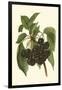 Black Cherries-John Wright-Framed Art Print