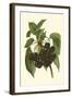 Black Cherries-John Wright-Framed Art Print