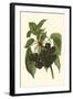 Black Cherries-John Wright-Framed Art Print