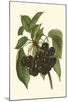 Black Cherries-John Wright-Mounted Art Print