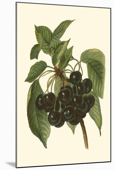 Black Cherries-John Wright-Mounted Art Print