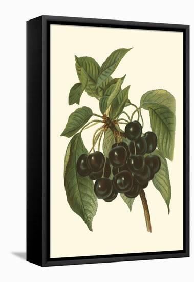 Black Cherries-John Wright-Framed Stretched Canvas