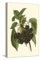 Black Cherries-John Wright-Stretched Canvas