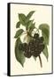 Black Cherries-John Wright-Framed Stretched Canvas