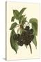 Black Cherries-John Wright-Stretched Canvas