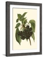 Black Cherries-John Wright-Framed Art Print