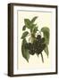 Black Cherries-John Wright-Framed Art Print