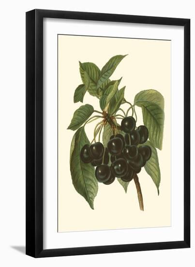 Black Cherries-John Wright-Framed Art Print