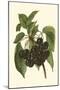 Black Cherries-John Wright-Mounted Art Print