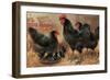Black Chickens-null-Framed Premium Giclee Print