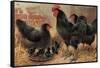 Black Chickens-null-Framed Stretched Canvas