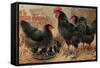 Black Chickens-null-Framed Stretched Canvas
