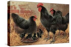 Black Chickens-null-Stretched Canvas