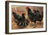 Black Chickens-null-Framed Art Print