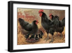 Black Chickens-null-Framed Art Print