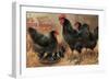 Black Chickens-null-Framed Art Print