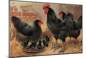 Black Chickens-null-Mounted Art Print
