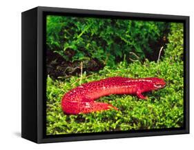 Black-Chin Red Salamander, Native to Georgia, USA-David Northcott-Framed Stretched Canvas