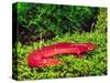 Black-Chin Red Salamander, Native to Georgia, USA-David Northcott-Stretched Canvas