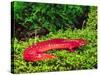 Black-Chin Red Salamander, Native to Georgia, USA-David Northcott-Stretched Canvas