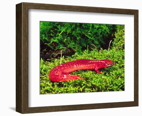 Black-Chin Red Salamander, Native to Georgia, USA-David Northcott-Framed Photographic Print