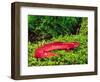 Black-Chin Red Salamander, Native to Georgia, USA-David Northcott-Framed Photographic Print
