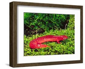 Black-Chin Red Salamander, Native to Georgia, USA-David Northcott-Framed Photographic Print