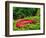 Black-Chin Red Salamander, Native to Georgia, USA-David Northcott-Framed Photographic Print