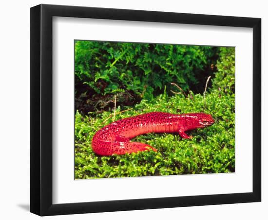 Black-Chin Red Salamander, Native to Georgia, USA-David Northcott-Framed Photographic Print