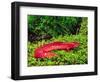 Black-Chin Red Salamander, Native to Georgia, USA-David Northcott-Framed Photographic Print