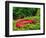 Black-Chin Red Salamander, Native to Georgia, USA-David Northcott-Framed Photographic Print