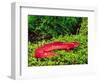 Black-Chin Red Salamander, Native to Georgia, USA-David Northcott-Framed Photographic Print