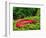 Black-Chin Red Salamander, Native to Georgia, USA-David Northcott-Framed Photographic Print