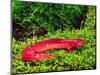 Black-Chin Red Salamander, Native to Georgia, USA-David Northcott-Mounted Photographic Print