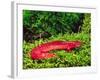 Black-Chin Red Salamander, Native to Georgia, USA-David Northcott-Framed Photographic Print