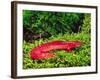 Black-Chin Red Salamander, Native to Georgia, USA-David Northcott-Framed Photographic Print