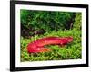 Black-Chin Red Salamander, Native to Georgia, USA-David Northcott-Framed Photographic Print