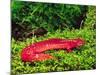 Black-Chin Red Salamander, Native to Georgia, USA-David Northcott-Mounted Photographic Print