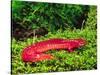 Black-Chin Red Salamander, Native to Georgia, USA-David Northcott-Stretched Canvas