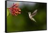 Black-chinned Hummingbird (Archilochus alexandri) feeding-Larry Ditto-Framed Stretched Canvas