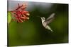 Black-chinned Hummingbird (Archilochus alexandri) feeding-Larry Ditto-Stretched Canvas