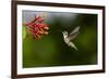 Black-chinned Hummingbird (Archilochus alexandri) feeding-Larry Ditto-Framed Photographic Print