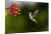 Black-chinned Hummingbird (Archilochus alexandri) feeding-Larry Ditto-Mounted Photographic Print