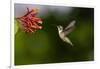 Black-chinned Hummingbird (Archilochus alexandri) feeding-Larry Ditto-Framed Photographic Print