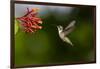 Black-chinned Hummingbird (Archilochus alexandri) feeding-Larry Ditto-Framed Photographic Print