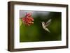 Black-chinned Hummingbird (Archilochus alexandri) feeding-Larry Ditto-Framed Photographic Print