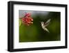 Black-chinned Hummingbird (Archilochus alexandri) feeding-Larry Ditto-Framed Photographic Print